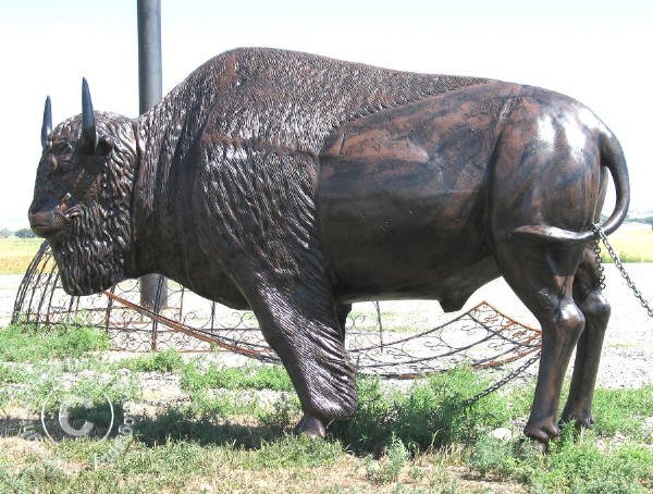 Life Size Buffalo