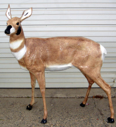 Antelope Doe