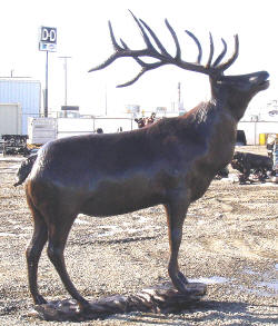 Mountain Elk