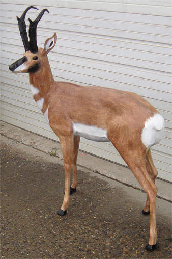 Antelope Buck